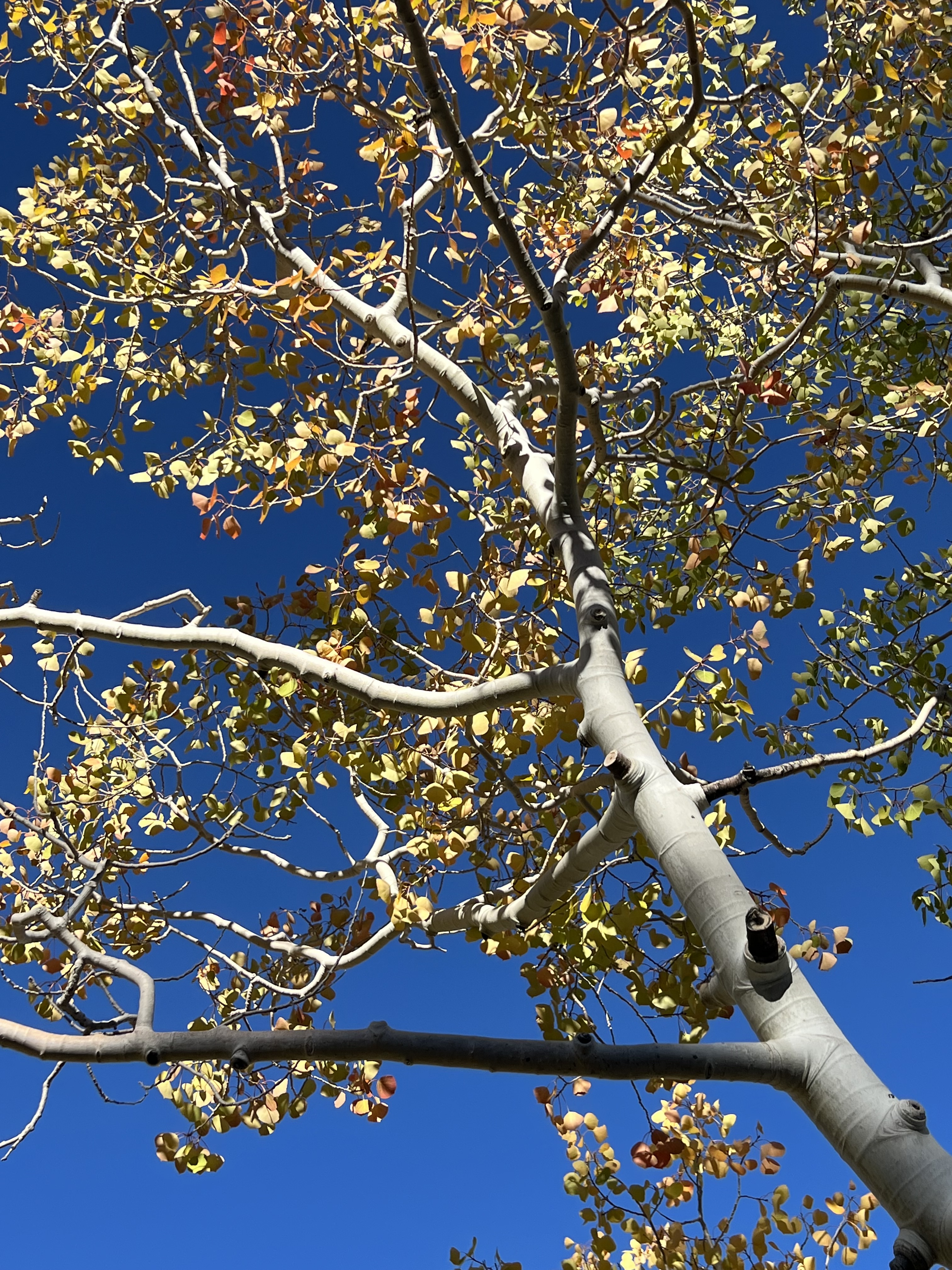 Senescence
