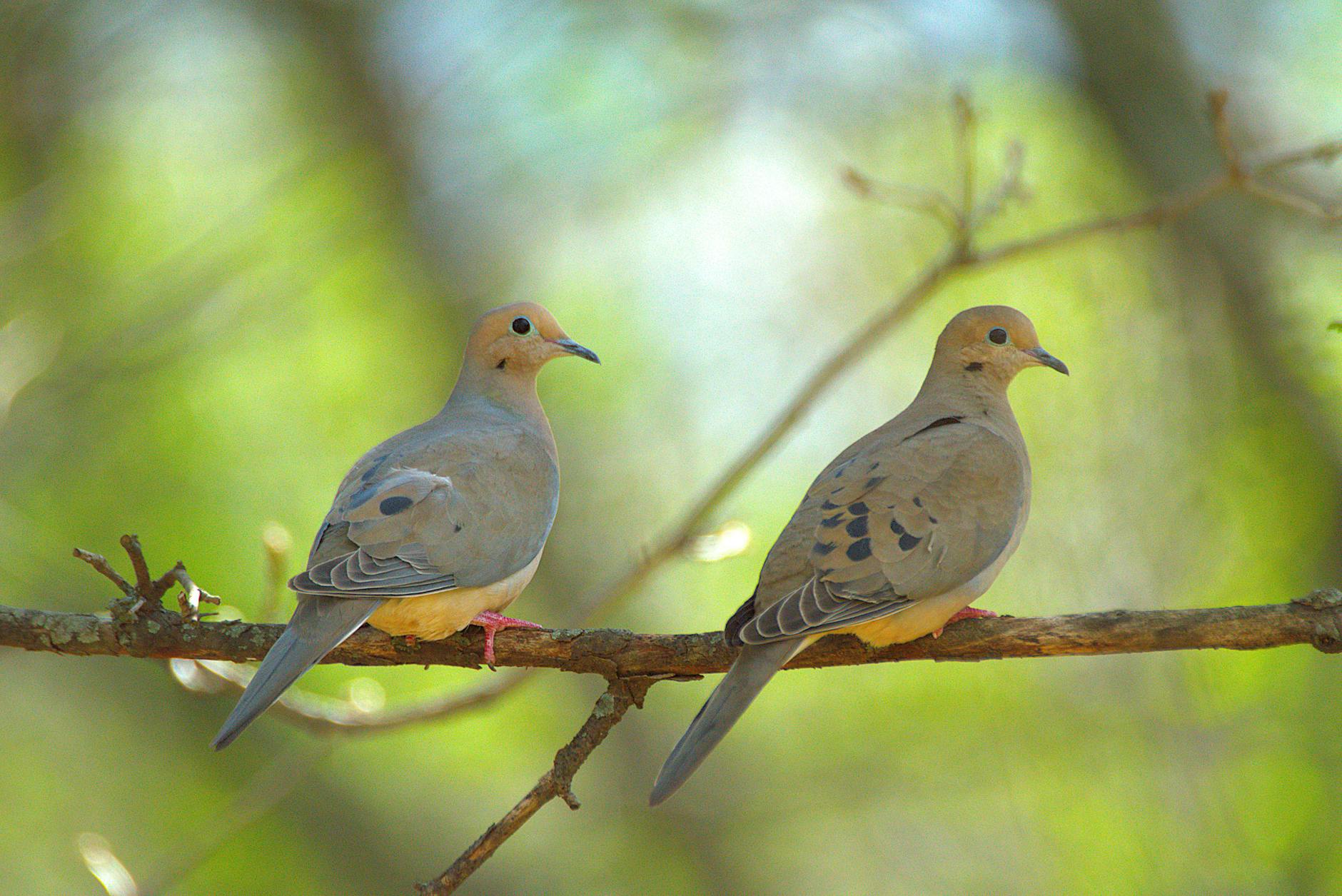 When the Doves Come