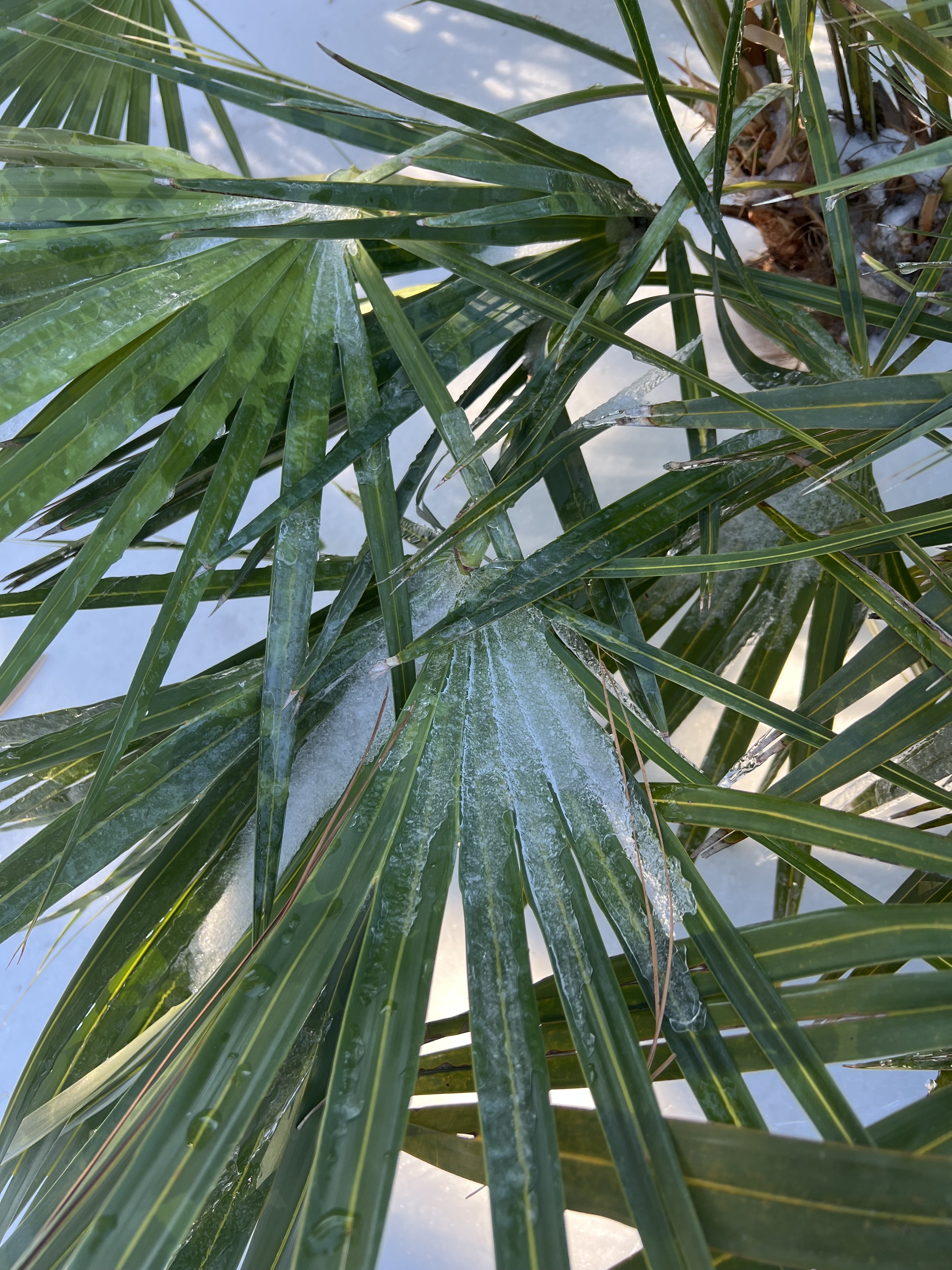 Seasons of the Salt Marsh IV