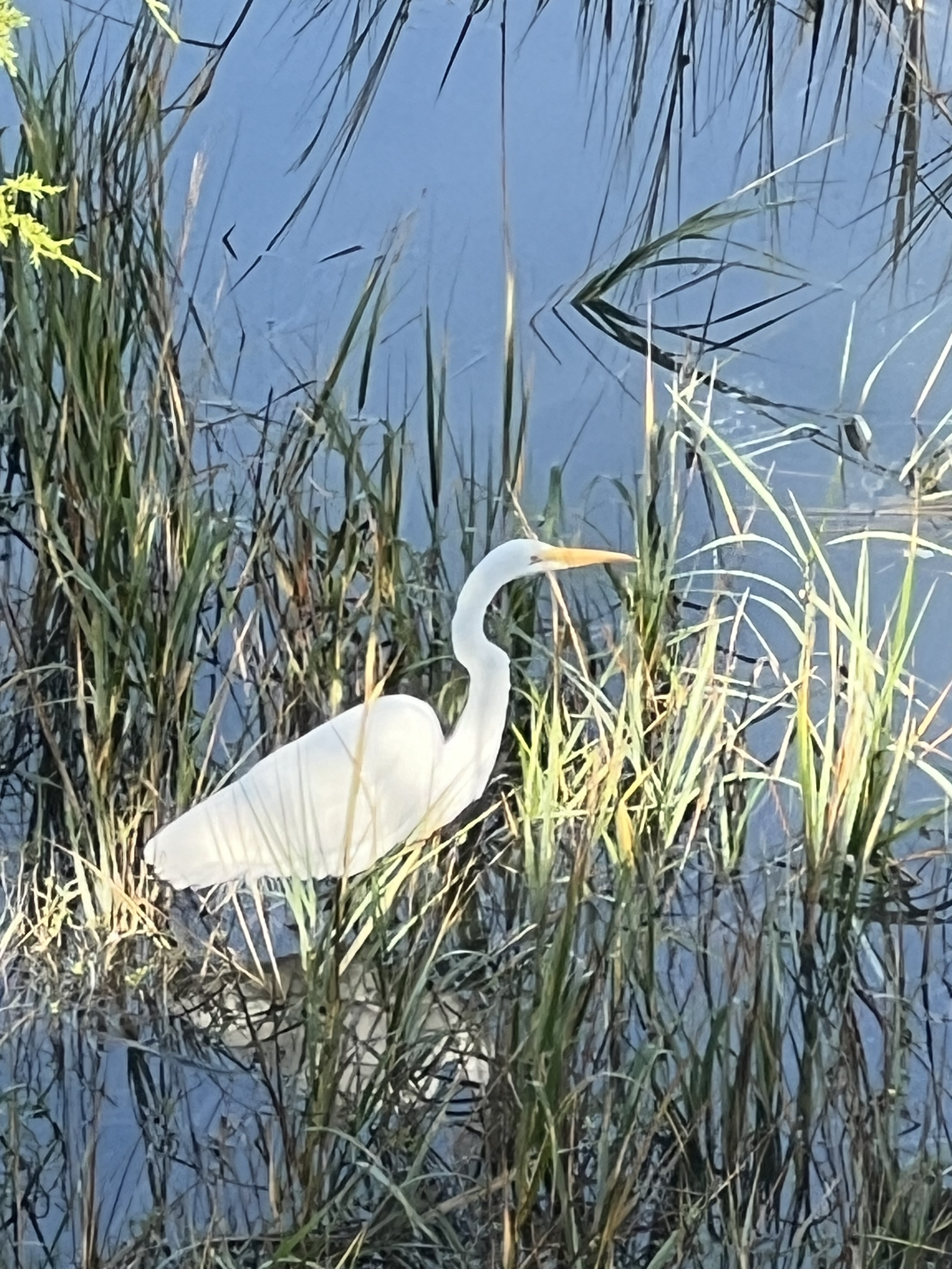 Seasons of the Salt Marsh  I